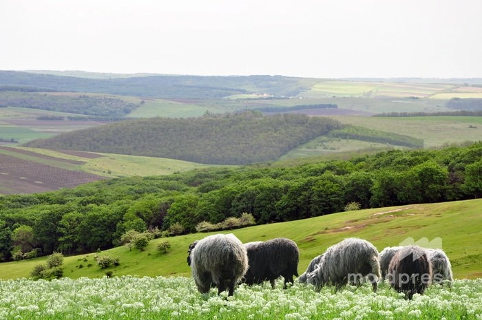 Meteorologii au emis Cod galben de caniculă pentru 24 iulie